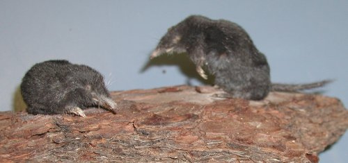 shrew-mole