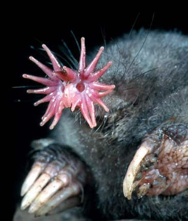 star-nosed_mole