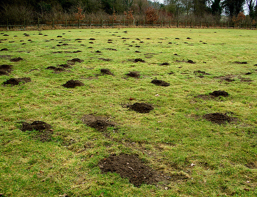 MOLECAT - The Best Way to Get Rid of Moles, Gophers, Ground Squirrels and  Rats