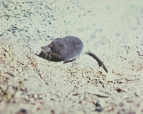 Water Shrew