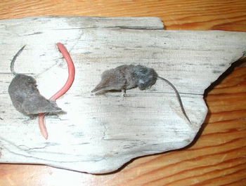 vagrent-shrew thumbnail