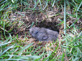 Vole thumbnail