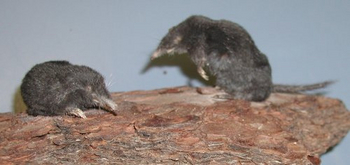 shrew-mole thumbnail